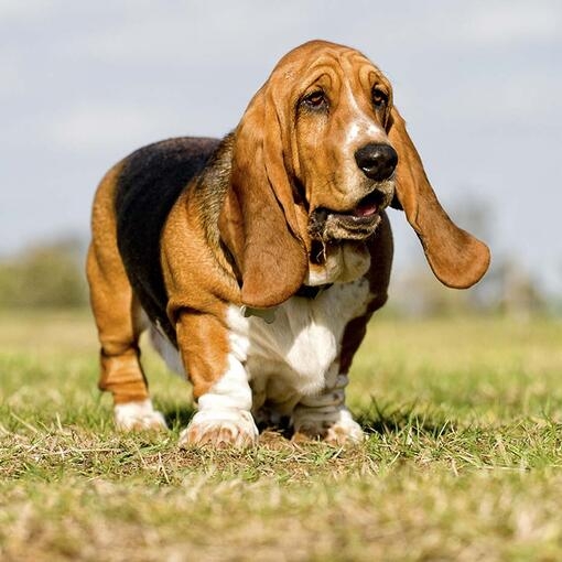 Jack Basset Hound Purina UK